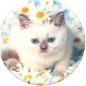 PopSockets PopTop Gen.2, Purr-fect Flower, mačiatko v kopretinách, výmenný vršok