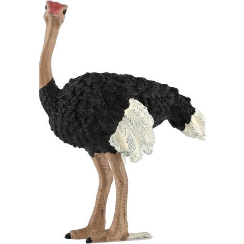 Pštros dvojprstý zooted