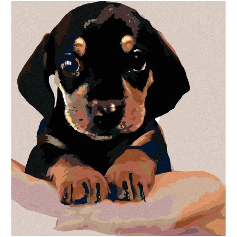 Maľovanie podľa čísel - ŠTENIATKO KRÁTKOSRSTÉHO JAZVEČÍKA