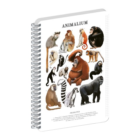 NOTIQUE Špirálový blok Animalium – Primáty, štvorčekovaný, A4